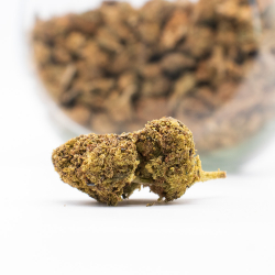 Amnesia Premium Indoor