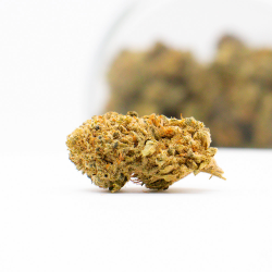 Lemon Premium Indoor HHC