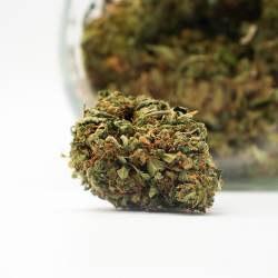 Cannatonic Greenhouse