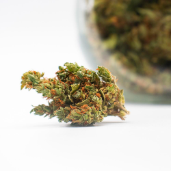 Skunk Outdoor