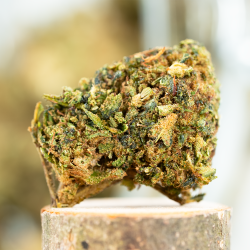 OG Kush Greenhouse H4CBD+CBN