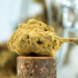 Moon Rock H4CBD + CBN