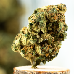 Blueberry Muffin Indoor THCP