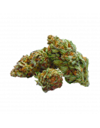 Grossiste Fleurs CBD